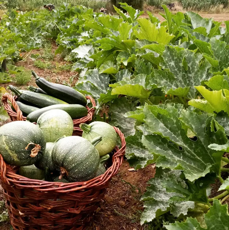 Aldea – Cooperativa Integral de Sintra