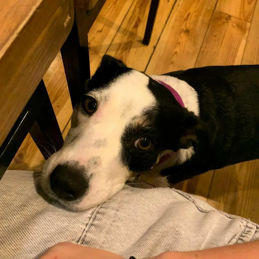 pet-friendly