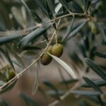 apadrinhar oliveira