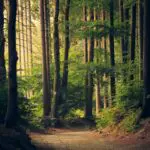 rewilding natureza