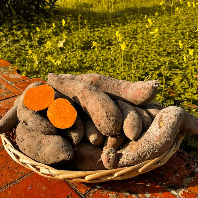 Freixo Alimento