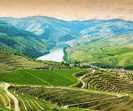 Vineyards in Douro Valley, Portugal, Portuguese port wine